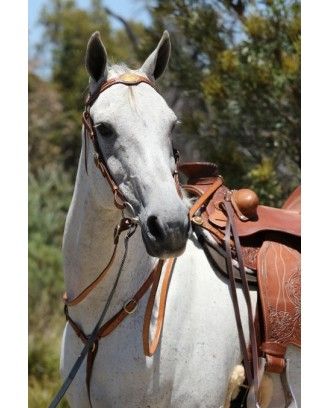 bridle set ri12ch brass oval plate platted brow - Campdraft / Polocrosse Bridles